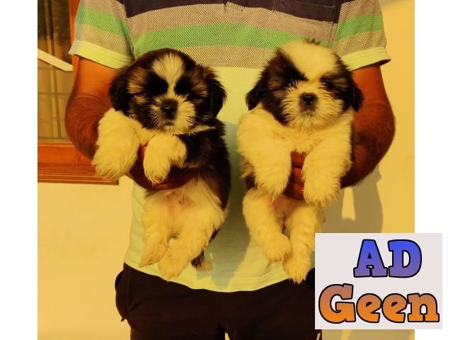 used Hi Guy We Have Good ShihTzu Pups For Sale Trust Kennel 9899803008 for sale 